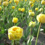 DSCN0737